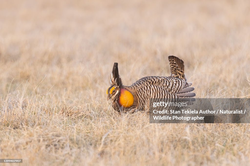 Greater Prairie Chicken male displaying on lek