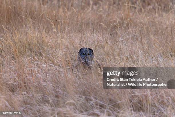 great gray owl in grass hunting - laplanduil stockfoto's en -beelden