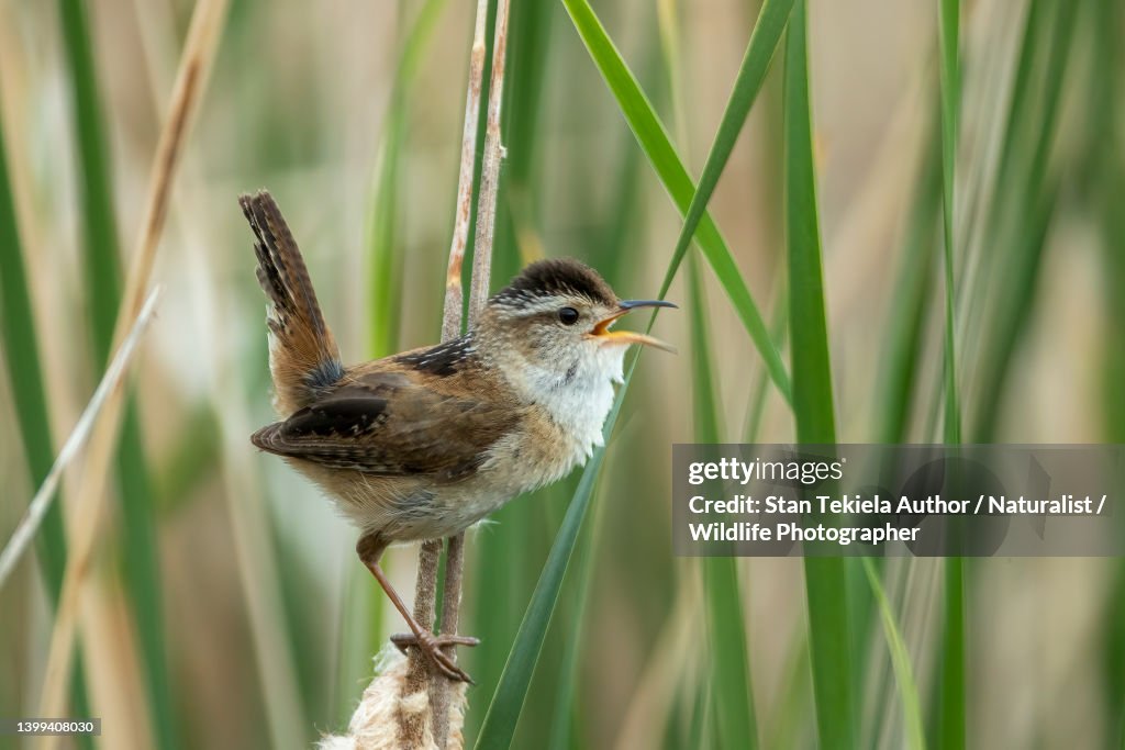 Marsh Wren male singing