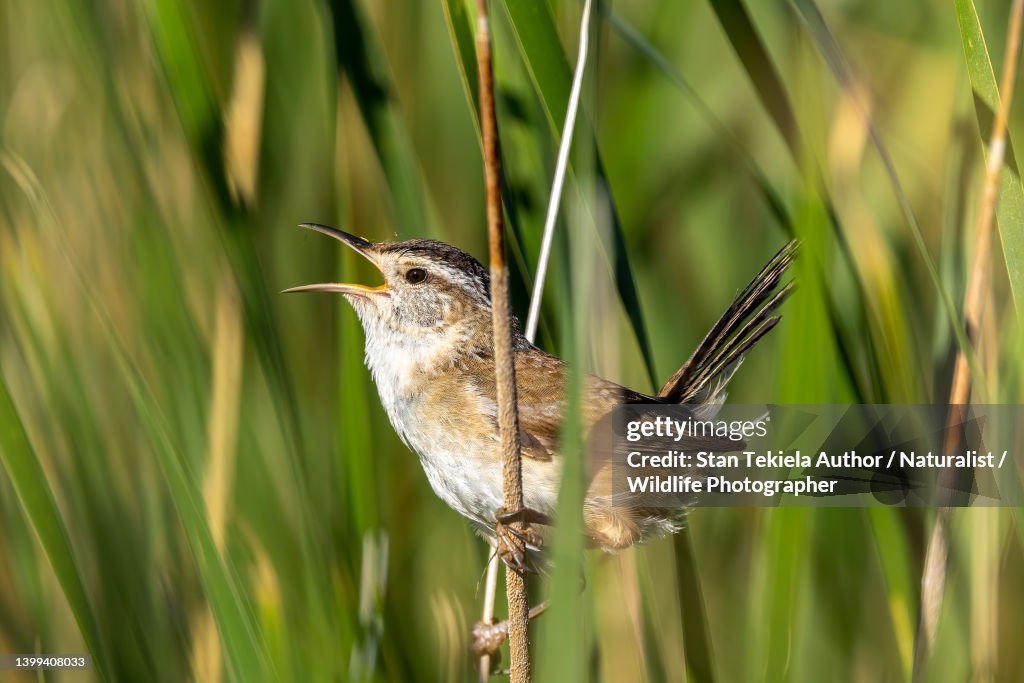 Marsh Wren male singing