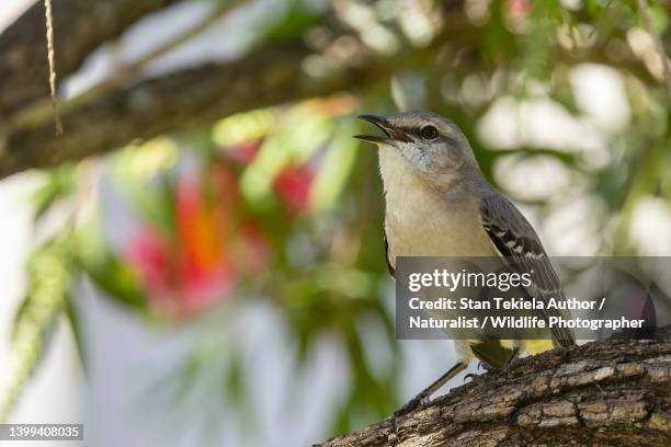 northern mockingbird singing - northern mockingbird stock pictures, royalty-free photos & images