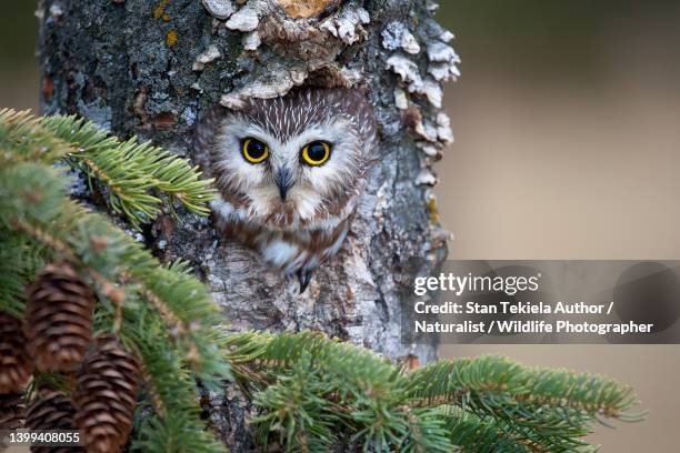 northern saw-whet owl in cavity - sägekauz stock-fotos und bilder