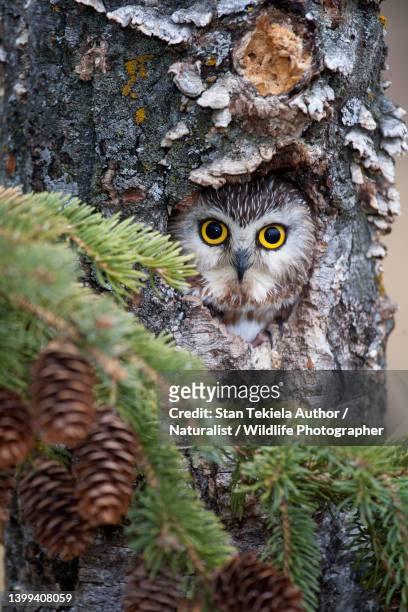 northern saw-whet owl in cavity in tree - sägekauz stock-fotos und bilder