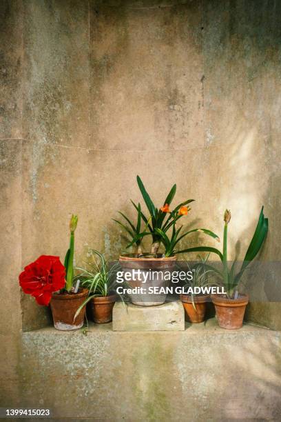 plant pots against wall - arredamento da giardino foto e immagini stock