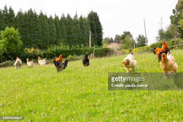 hens and roosters - animales granja fotografías e imágenes de stock