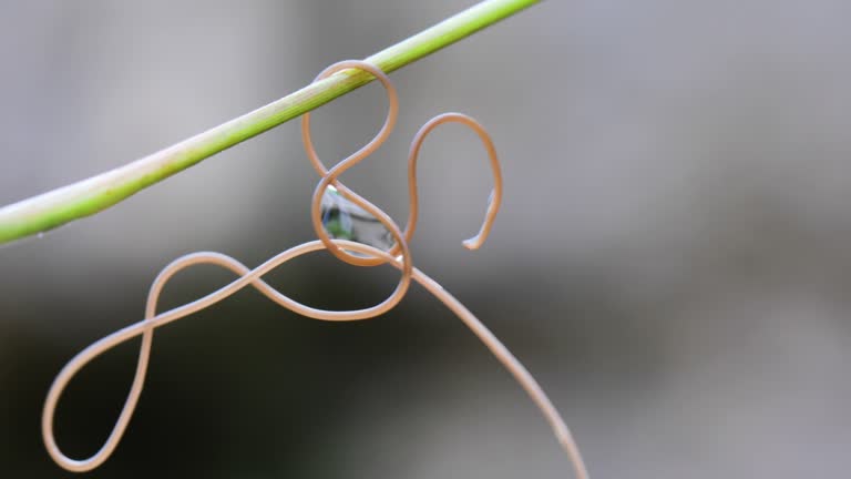 149 Stick Worm Stock Videos, Footage, & 4K Video Clips - Getty Images