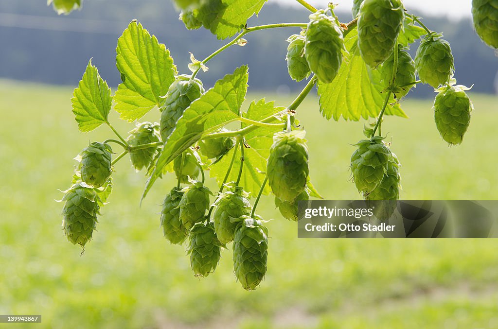 Hop cones, (humulus lupulus), Hallertau, Bavaria