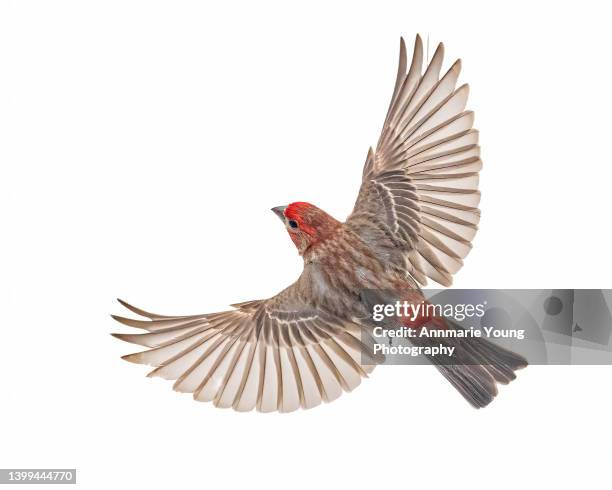 isolated wild house finch bird flying - vink stockfoto's en -beelden