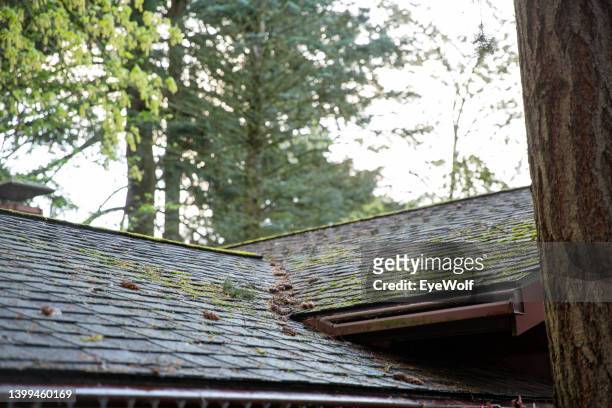 rooftop under large evergreen tree with light moss cover. - damaged roof stock pictures, royalty-free photos & images
