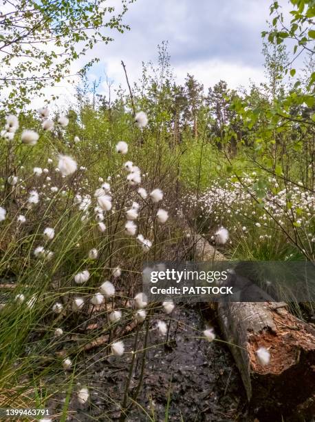 cotton grass (eriophorum) blossoming in a bog during springtime. - wollgras stock-fotos und bilder