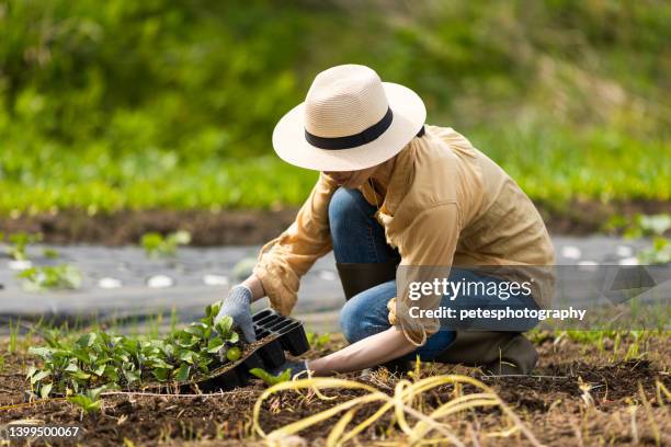 lavoratrice agricola giapponese in un campo agricolo. - attività agricola foto e immagini stock