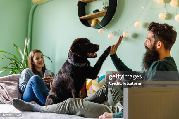 young woman taking photos of her boyfriend teaching their dog how to give high-five - labrador retriever stock pictures, royalty-free photos & images