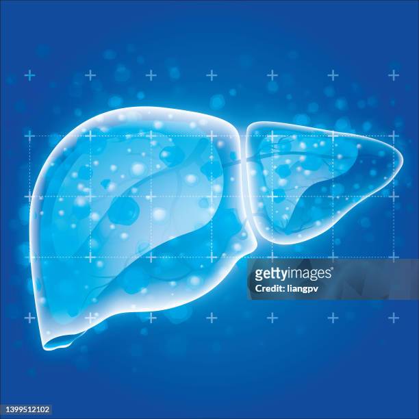 illustrazioni stock, clip art, cartoni animati e icone di tendenza di protezione del fegato - human liver