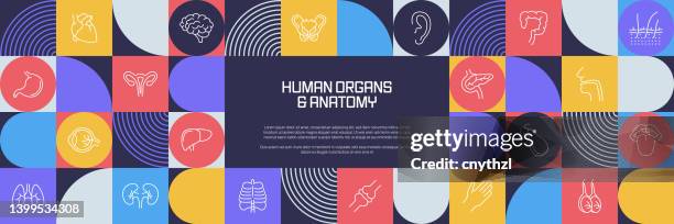 human organ and anatomy related design with line icons. simple outline symbol icons. - physiology stock illustrations