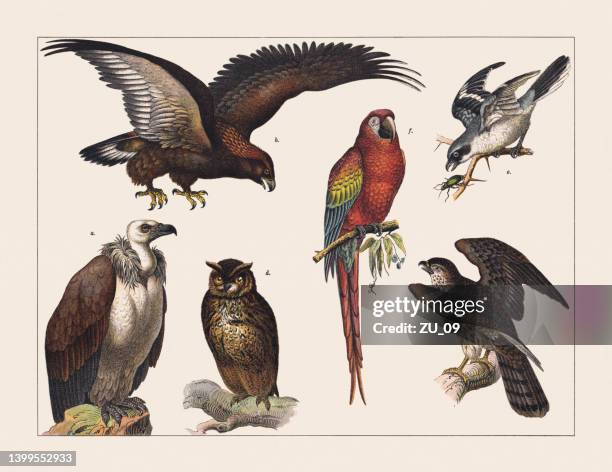 illustrazioni stock, clip art, cartoni animati e icone di tendenza di vari uccelli (birds of pray, parrot, shrike), cromolitografia, pubblicata nel 1891 - gufo reale europeo