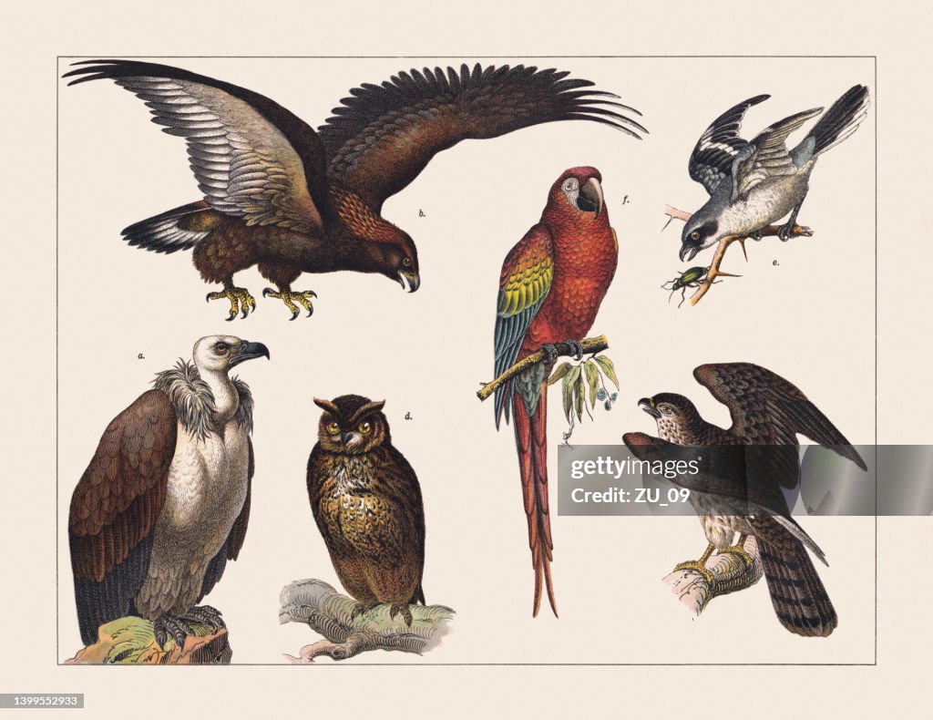 Various birds (Birds of pray, Parrot, Shrike), chromolithograph, published in 1891