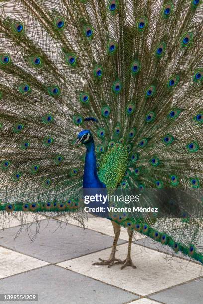 peacock strutting - royal procession stock pictures, royalty-free photos & images