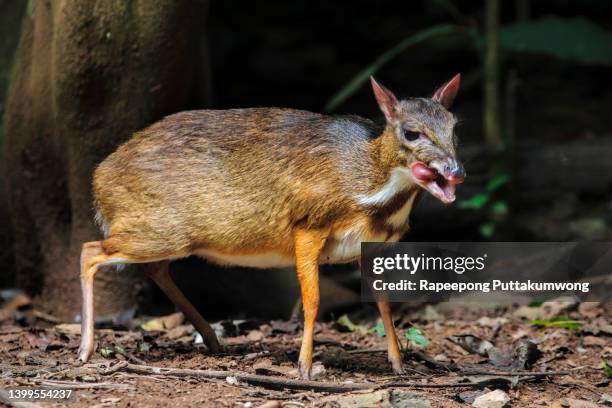 Lesser Mouse Deer lesser-mouse-deer