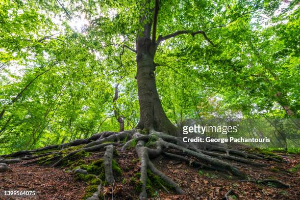 low angle view of roots of a tall tree - directly below tree photos et images de collection