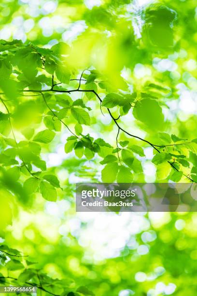 springtime - green leaves - forest morning sunlight stock-fotos und bilder