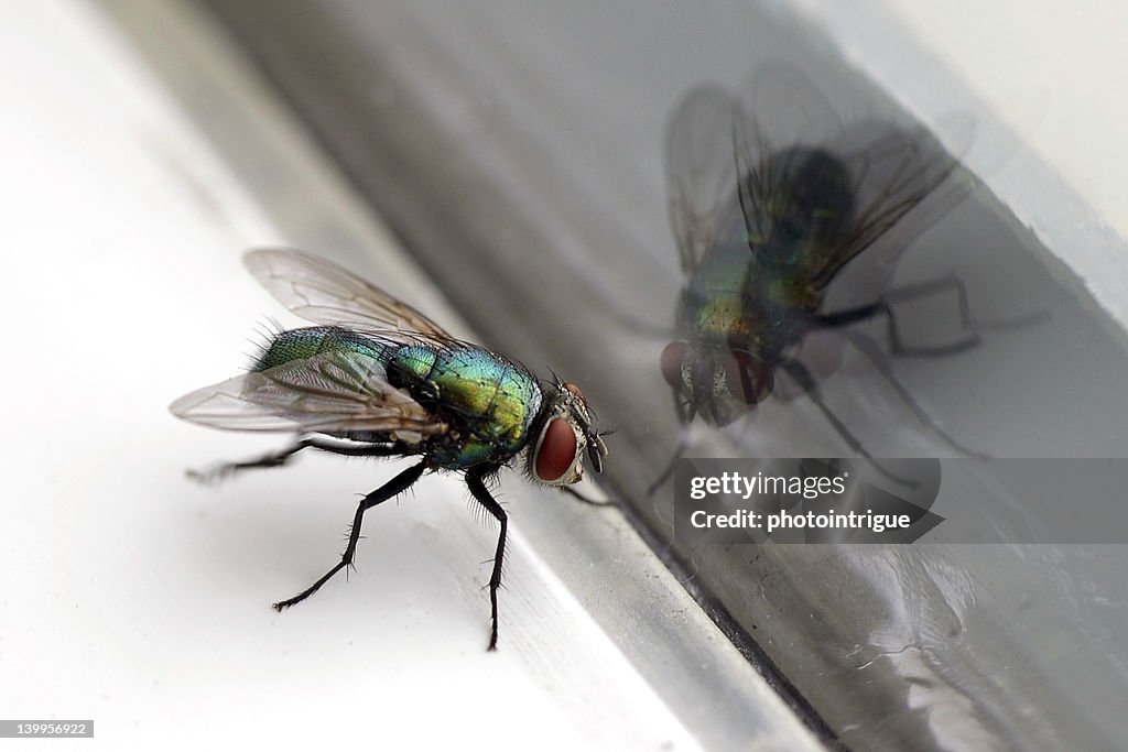 House Fly & Glass Reflection Closeup