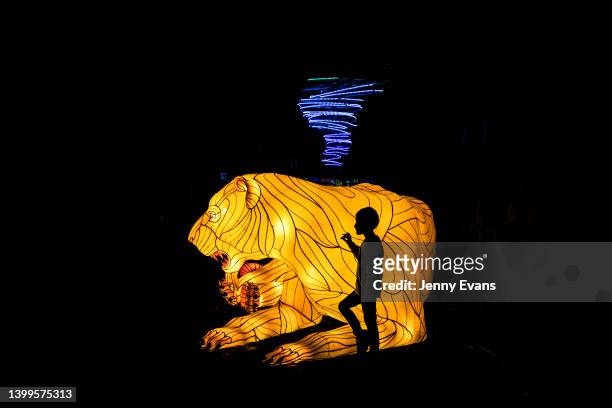 Boy poses for a photo in front of a tiger lantern at Taronga Zoo for the beginning of the Vivid Sydney festival on May 27, 2022 in Sydney, Australia....