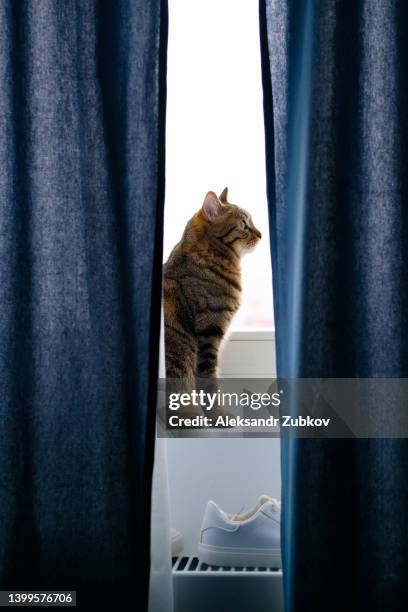 a domestic gray striped beautiful adult cat sits on the windowsill by the window and looks away. the home life of your favorite pets. the cat is sitting near the curtains and tulle, waiting for the arrival of his master. - shelter cat photos et images de collection