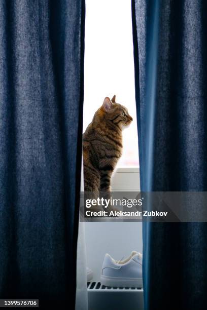 a domestic gray striped beautiful adult cat sits on the windowsill by the window and looks away. the home life of your favorite pets. the cat is sitting near the curtains and tulle, waiting for the arrival of his master. - cat window stock pictures, royalty-free photos & images