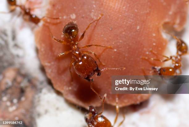 fire ants - solenopsis invicta stock-fotos und bilder