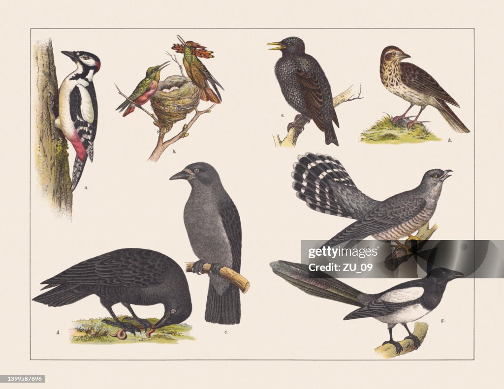 Various birds, chromolithograph, published in 1891