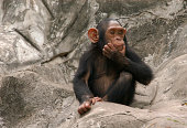 Baby chimpanzee sitting on rocks