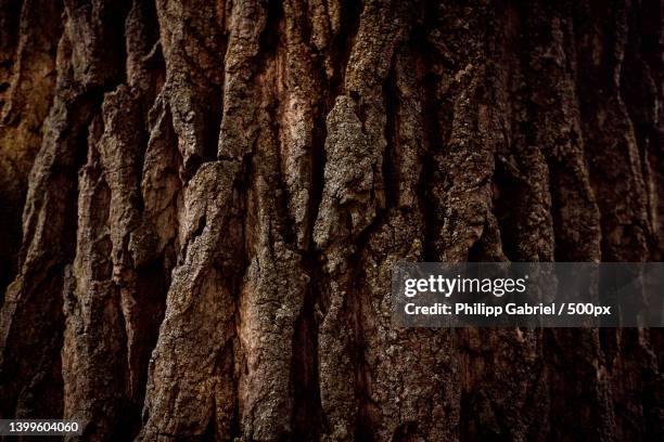 full frame shot of tree trunk,germany - tree trunk ストックフォトと画像