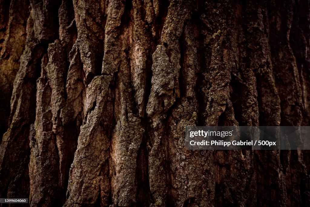 Full frame shot of tree trunk,Germany