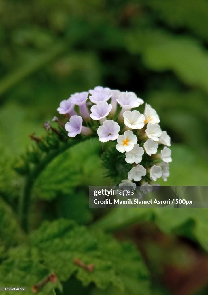Closeup view of Heliotropium indicum,Commonly known as Indian heliotrope or Indian turnsole,Indonesia
