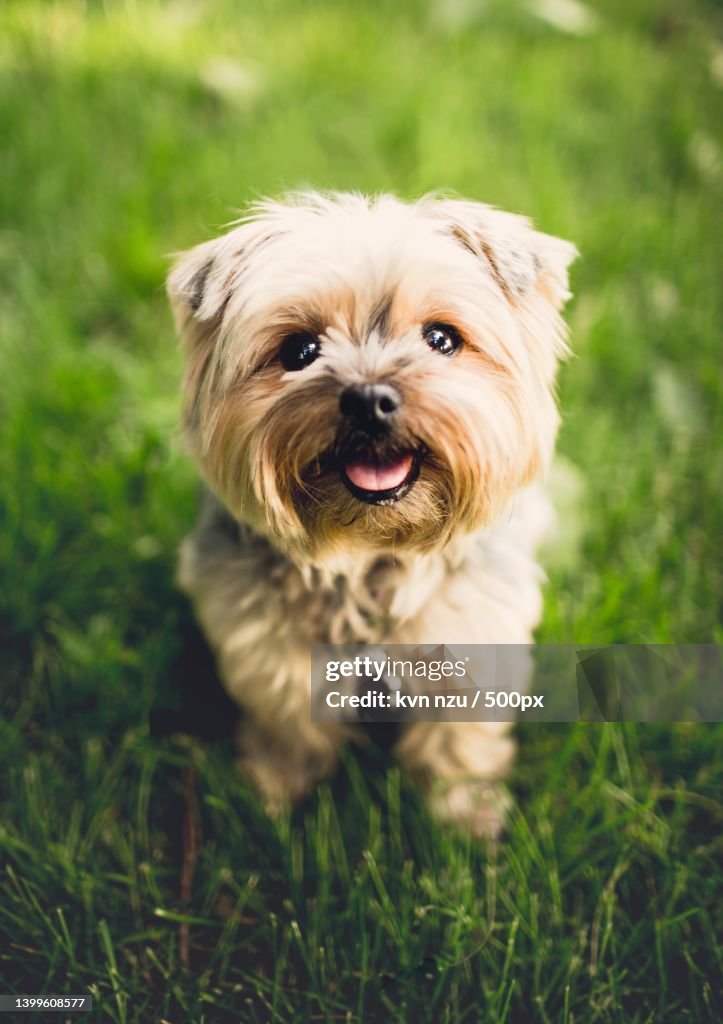 Portrait of yorkshire terrier standing on grassy field
