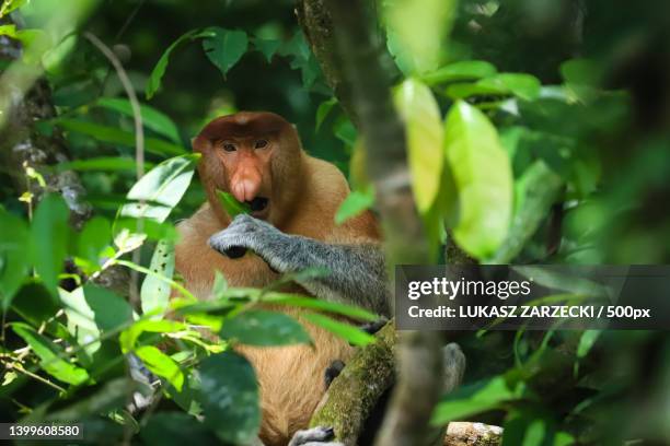 close-up of proboscis monkey sitting on tree - proboscis monkey stock pictures, royalty-free photos & images