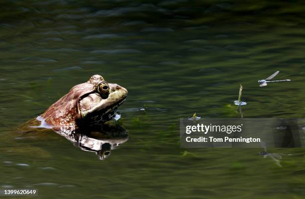 Bullfrog and a dragonfly are seen on the course during the second round of the Charles Schwab Challenge at Colonial Country Club on May 27, 2022 in...