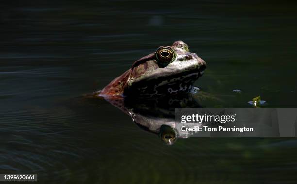 Bullfrog is seen on the course during the second round of the Charles Schwab Challenge at Colonial Country Club on May 27, 2022 in Fort Worth, Texas.