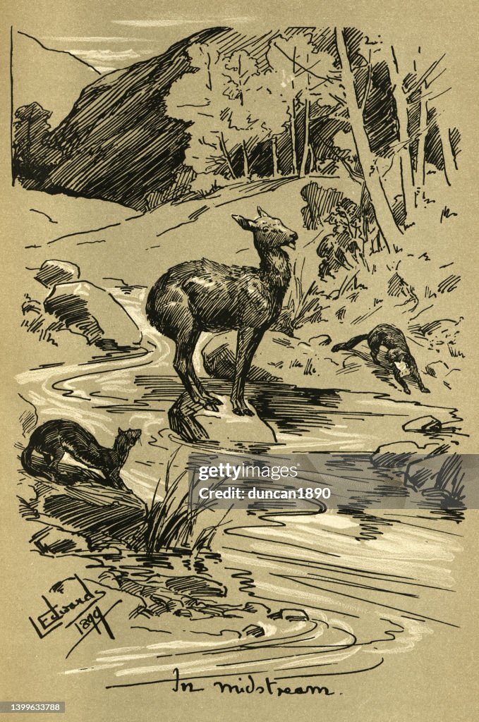 Tierkunst, Hirsch gefangen mitten im Strom, Von zwei Tagen in Kaschmir, 1890er Jahre, Viktorianisch