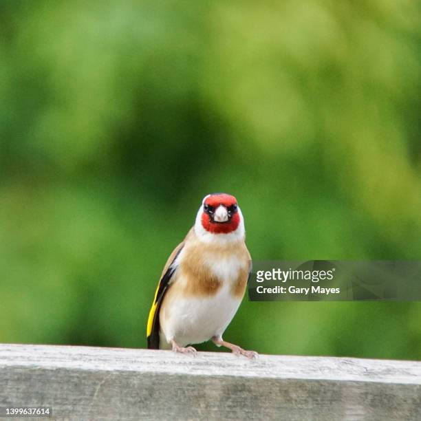 goldfinch bird - bird portraits stock pictures, royalty-free photos & images