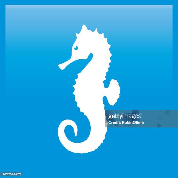 light blue shiny square sea horse icon - sea horse stock illustrations