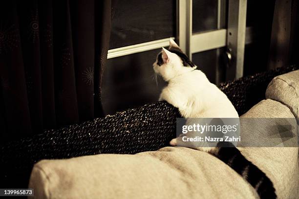 munchkin kitten looking out through window - tabby munchkin cat bildbanksfoton och bilder