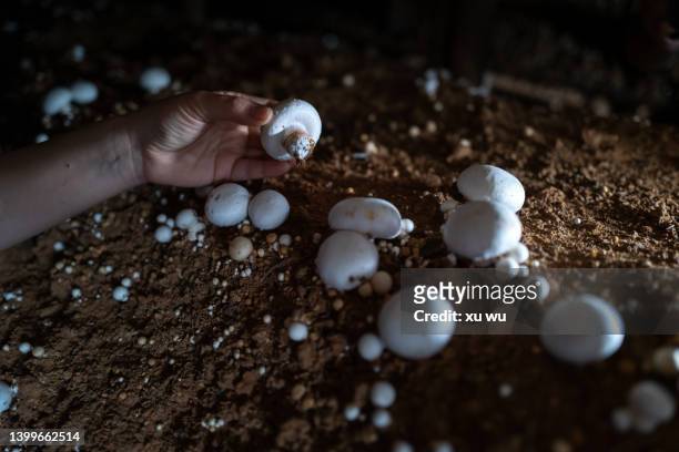 pick mushrooms - champignons stock-fotos und bilder