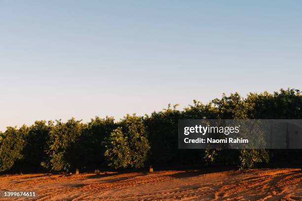 orange tree grove at sunset - mildura stock pictures, royalty-free photos & images