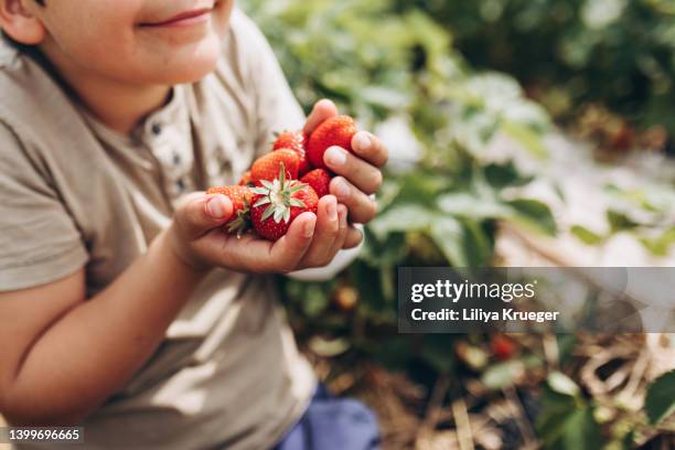 ripe strawberries in the hands of a child. - summer fruits fotografías e imágenes de stock