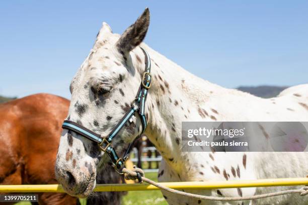 dappled horse - appaloosa stock pictures, royalty-free photos & images