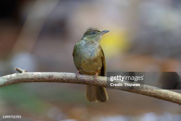 bulbul bird : adult grey-eyed bulbul (lole propinqua). - falda negra imagens e fotografias de stock