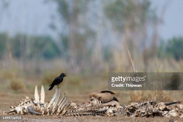 krähenvogel : erwachsene großschnabelkrähe (corvus macrorhynchos), dickschnabelkrähe oder dschungelkrähe. - dead crow stock-fotos und bilder