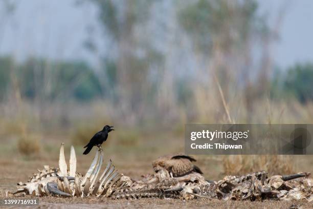 crow bird : adult large-billed crow (corvus macrorhynchos), thick-billed crow, or the jungle crow. - dead raven stock pictures, royalty-free photos & images