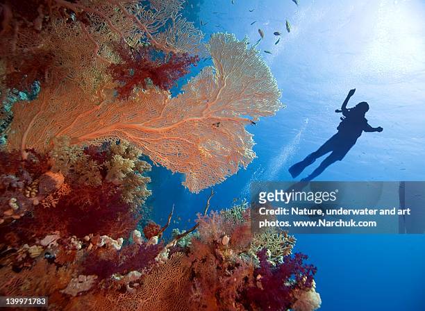 dive in underwater - dive adventure foto e immagini stock